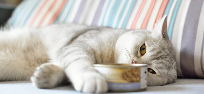 Wenn die Katze nicht frisst: Ursachen und Möglichkeiten den Appetit anzuregen