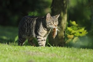 Katze mit Maus im Garten.