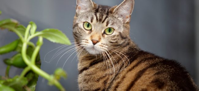 Giftige Pflanzen für Katzen: Vermeiden Sie diese Pflanzen in Haus, Garten oder Wohnung