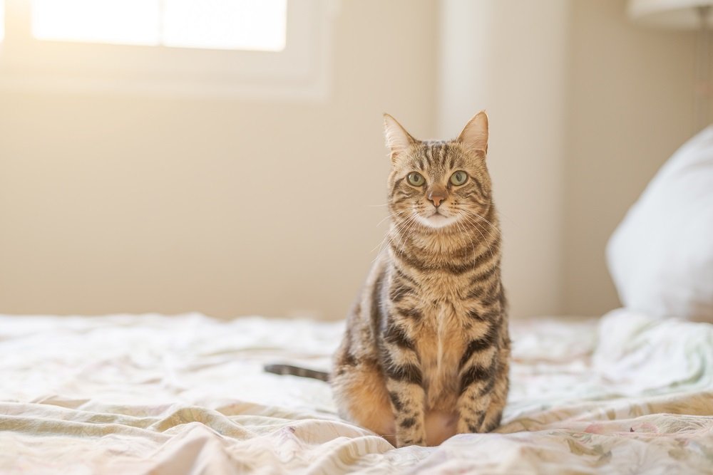 Junge Katze Pinkelt Auf Bettdecke