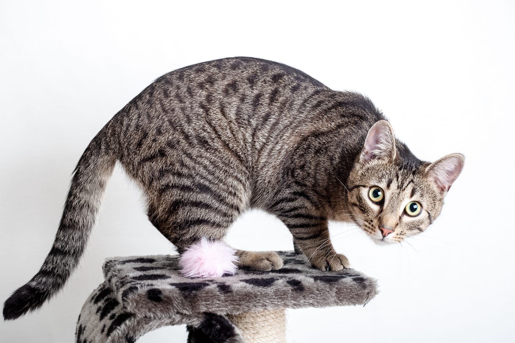 So trainieren Sie Ihre Katze – Tipps & Tricks!