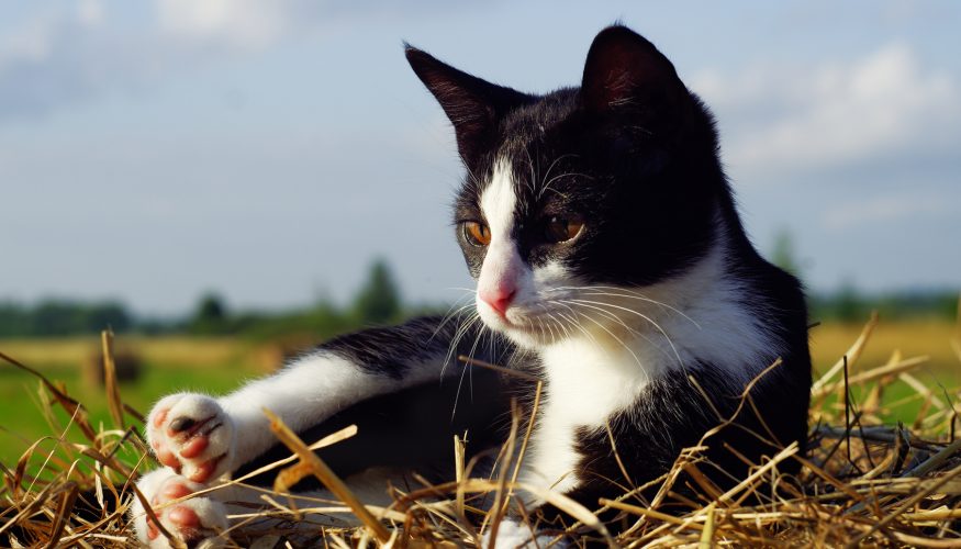 https://www.haushaltstipps.net/wp-content/uploads/katze-uebergibt-sich Katze erbricht – Was bedeutet das?