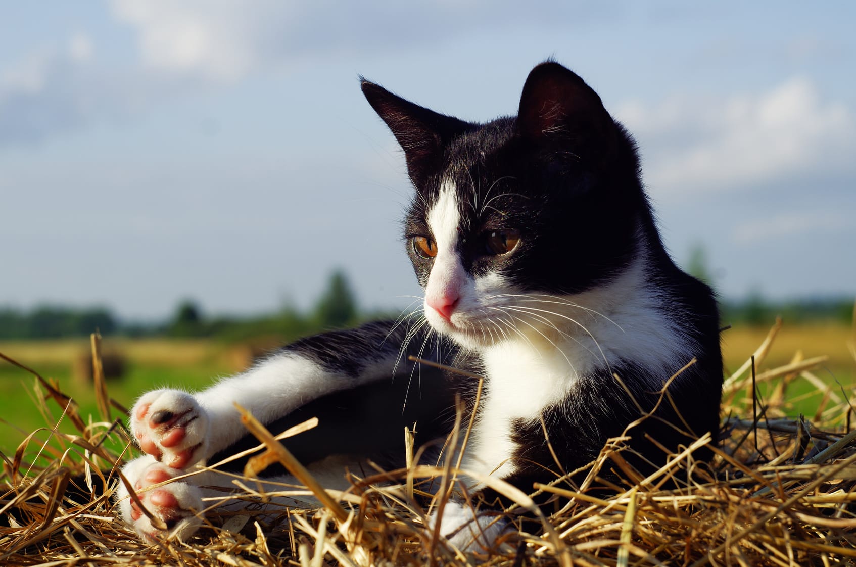 Katze erbricht – Was bedeutet das?