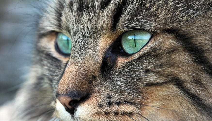 https://www.haushaltstipps.net/wp-content/uploads/katzen-im-dunkeln Können Katzen im Dunkeln gut sehen?