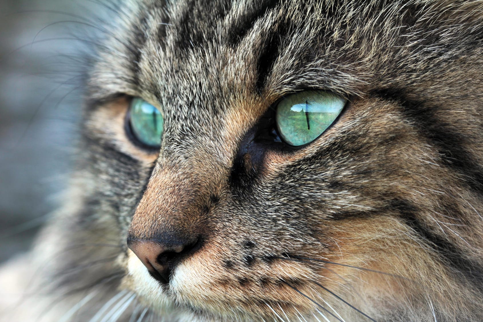 Können Katzen im Dunkeln gut sehen?