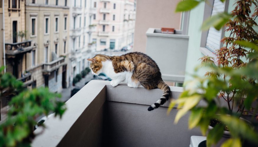 https://www.haushaltstipps.net/wp-content/uploads/katzen-landen-auf-fuessen Katzen landen immer auf den Füßen – Stimmt’s?