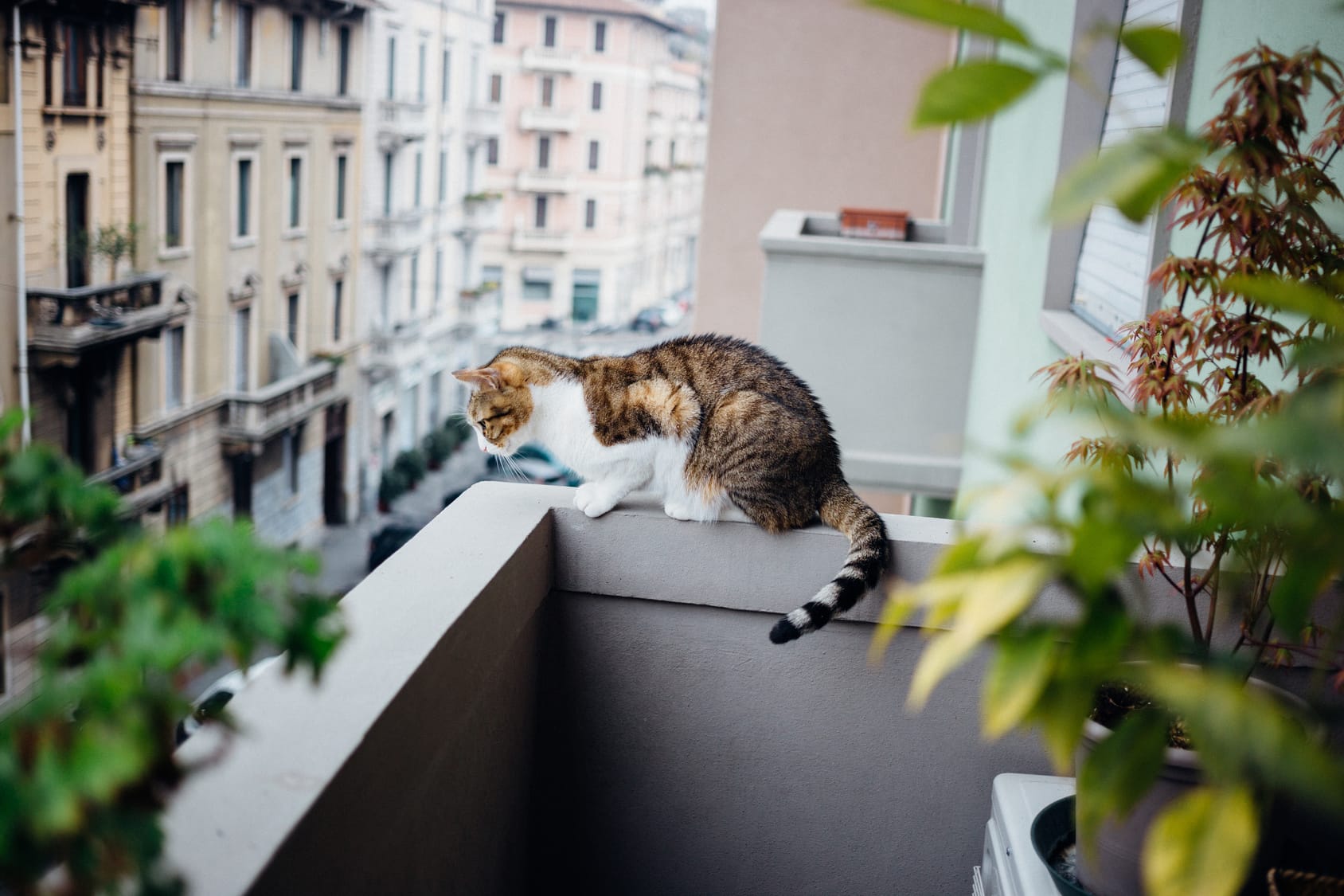 https://www.haushaltstipps.net/wp-content/uploads/katzen-landen-auf-fuessen Katzen landen immer auf den Füßen – Stimmt’s?