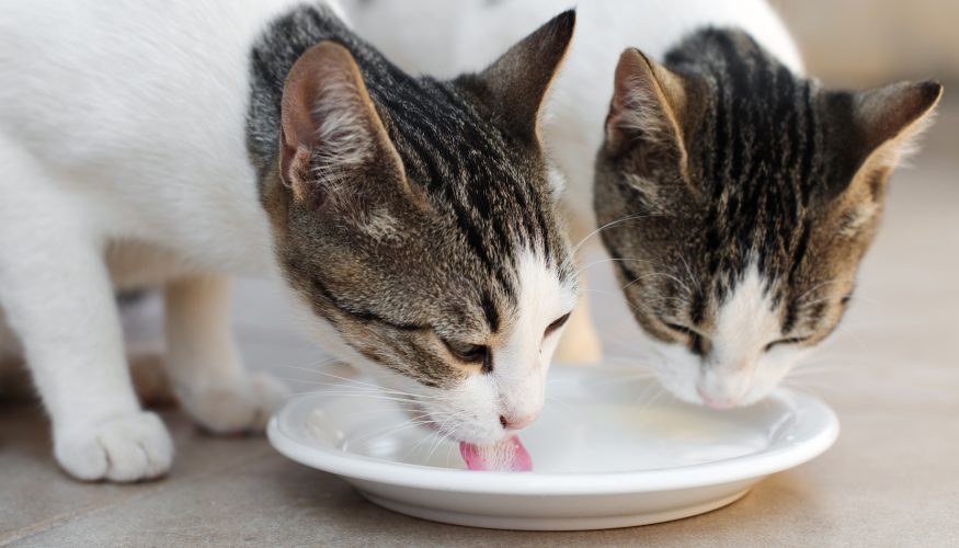 https://www.haushaltstipps.net/wp-content/uploads/katzen-milch Mögen Katzen Milch?