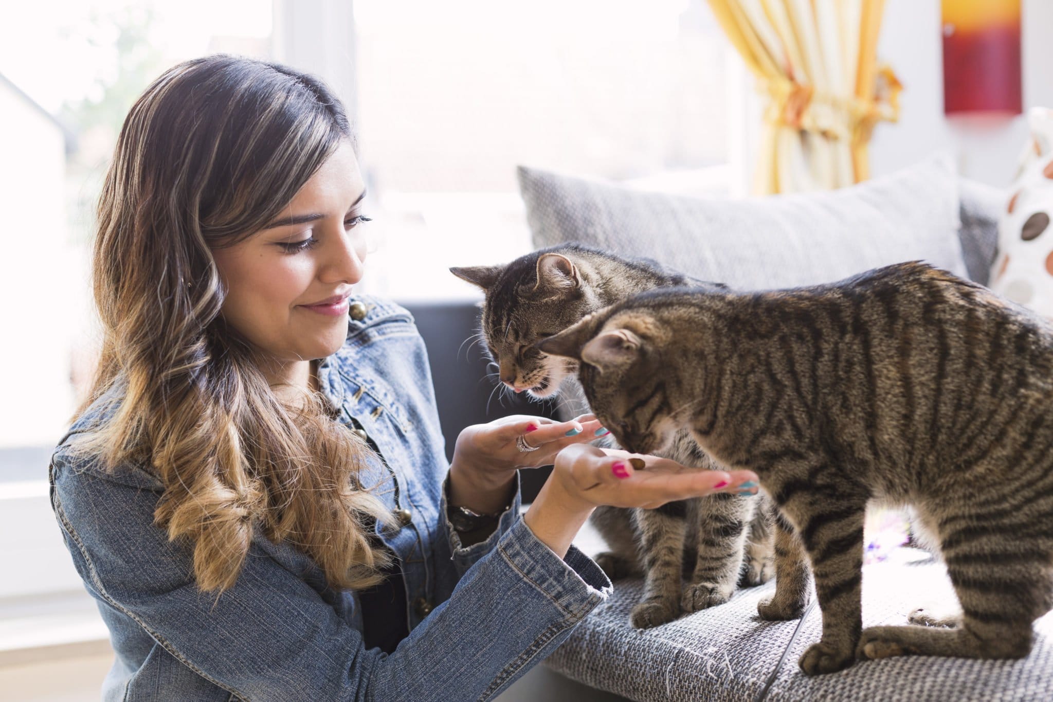 Katzen-Trockenfutter Test » Die besten Modelle für 2023 im Vergleich - Katzen Trockenfutter Hochwertig 2048x1365