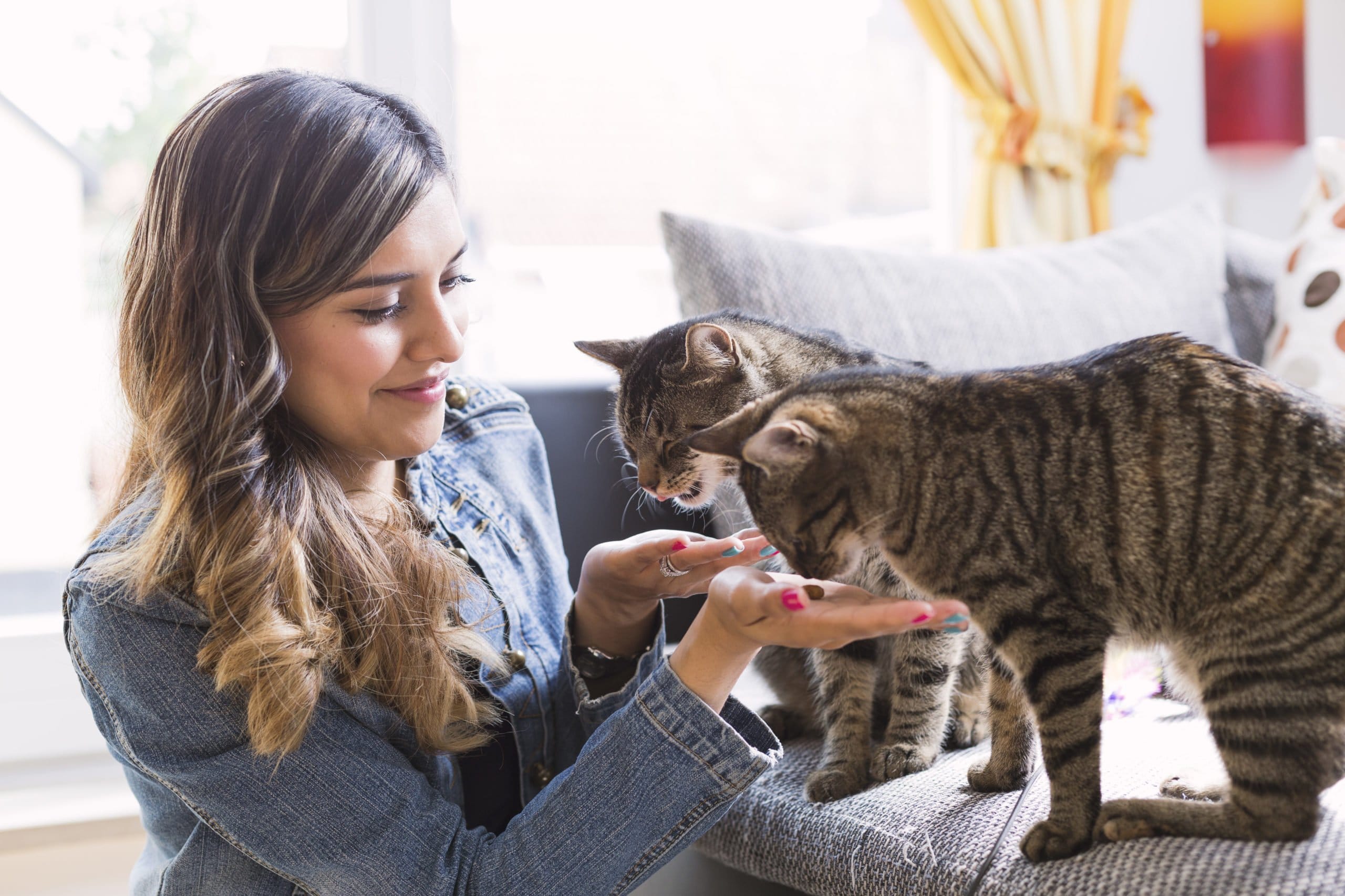 frau fuettert katzen mit trockenfutter