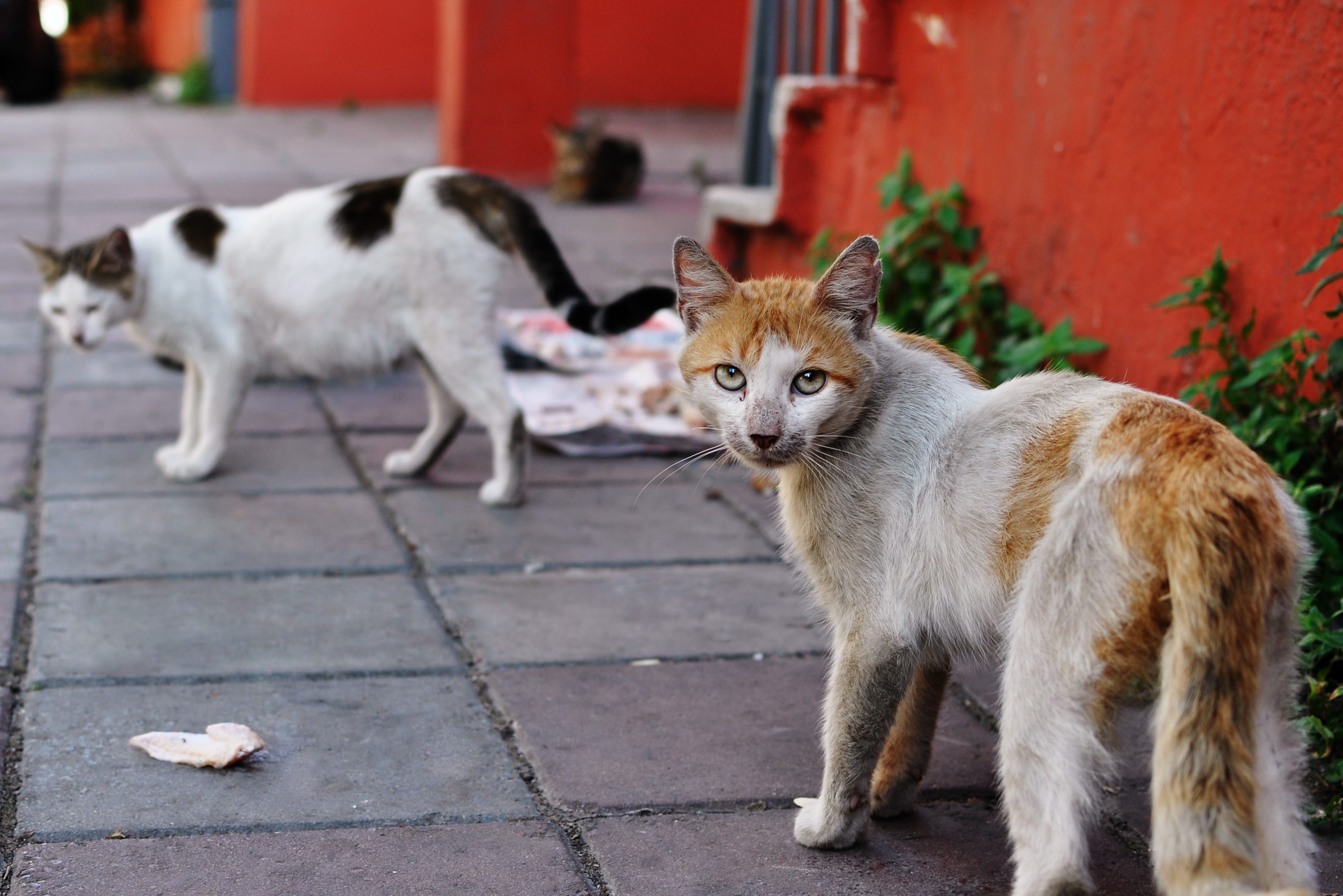 Katzen verscheuchen 8 Tipps