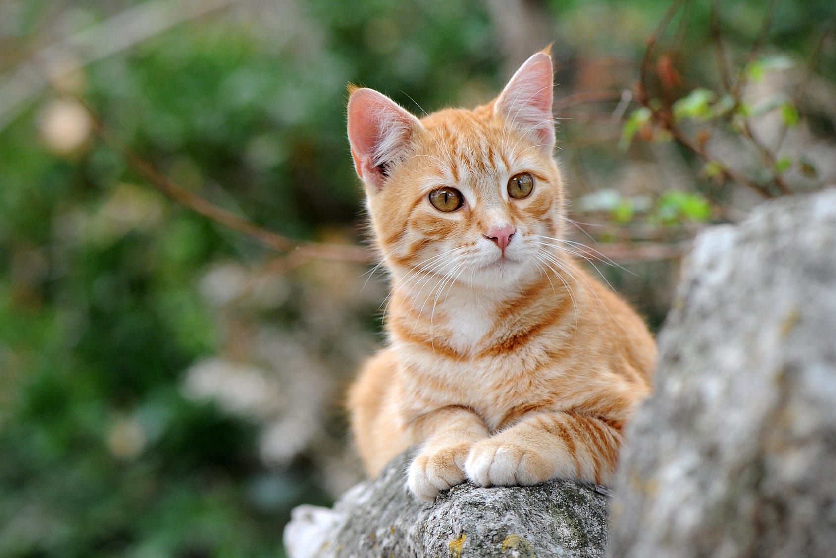 Katzen vertreiben – 7 Tipps & Tricks