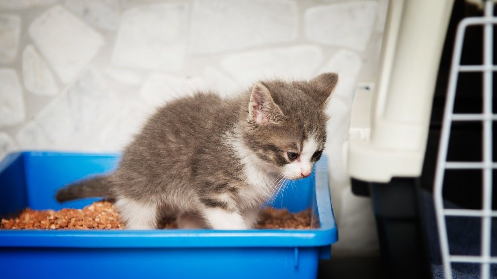 Kitten Ist Stubenrein Aber Pinkelt Ins Bett Katze pinkelt ins Bett: Ursachen und wie Sie ihr das Verhalten