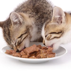 zwei katzen essen nassfutter