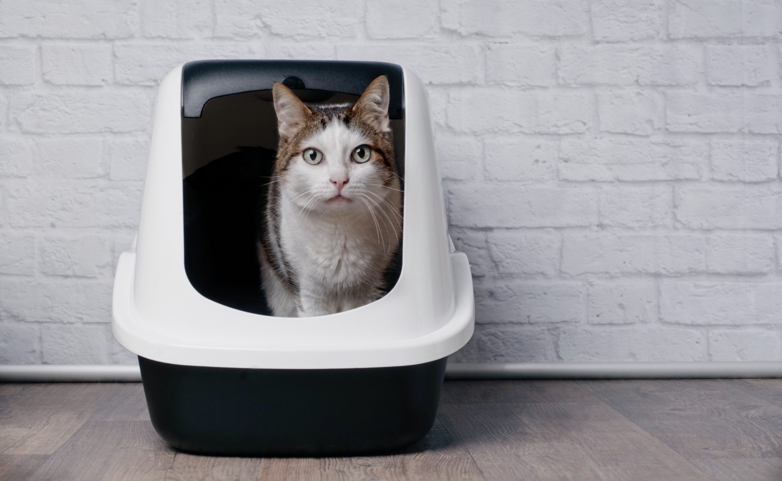 Katzentoilette Test » Die besten Modelle für 2024 im Vergleich