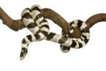 king snake