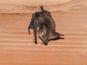 eine kleine fledermaus ruht sich aus