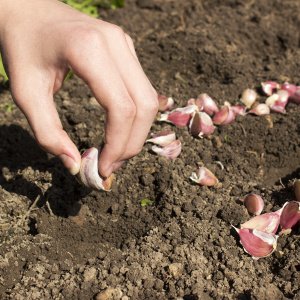 knoblauch wird gepflanzt