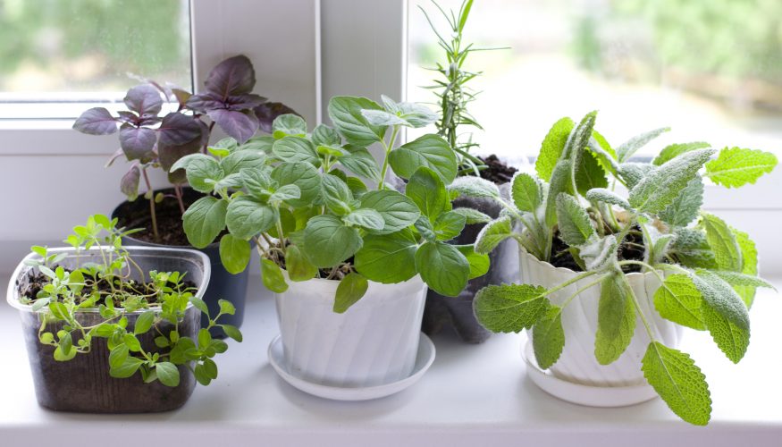 https://www.haushaltstipps.net/wp-content/uploads/kraeuter-fensterbank Kräuter von der Fensterbank – 2 Tipps