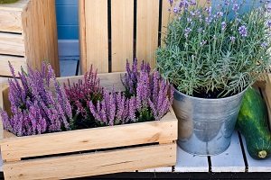 Lavendel in einer Holzkiste.