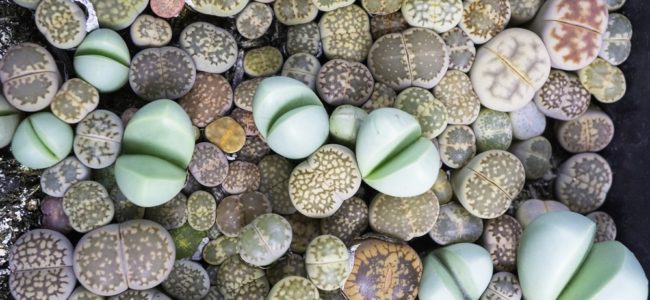 Lebende Steine: Sukkulenten richtig gießen, pflegen und vermehren