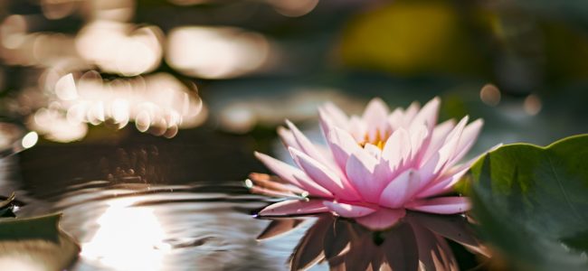 Lotuseffekt selber machen: So können Sie Abperleffekt selber herstellen