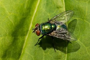 Fliege auf Blatt