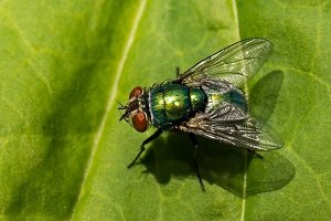 Maden Insect Maden in der Küche: Enstehung und Beseitigung der Mehlwürmer