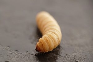 Kleine Weisse Maden In Der Küche