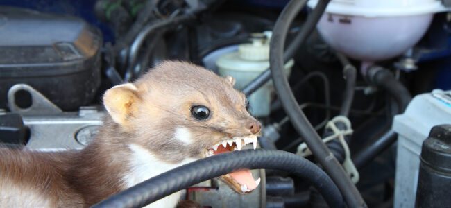 Marder loswerden: 3 Methoden zum Vertreiben aus Haus oder Auto