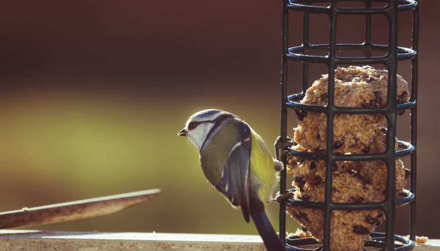 https://www.haushaltstipps.net/wp-content/uploads/meisenknoedel-selber-machen Meisenknödel selber machen – Schritt für Schritt Anleitung