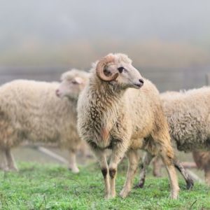 schafe auf der wiese