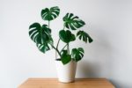 monstera duengen