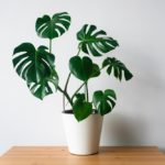 monstera duengen