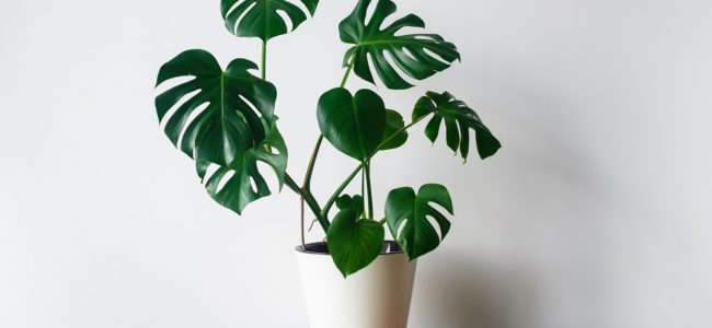 Monstera düngen: Das ist zu beachten