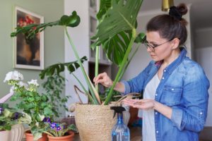 frau duengt ihre monstera mit duengestaebchen