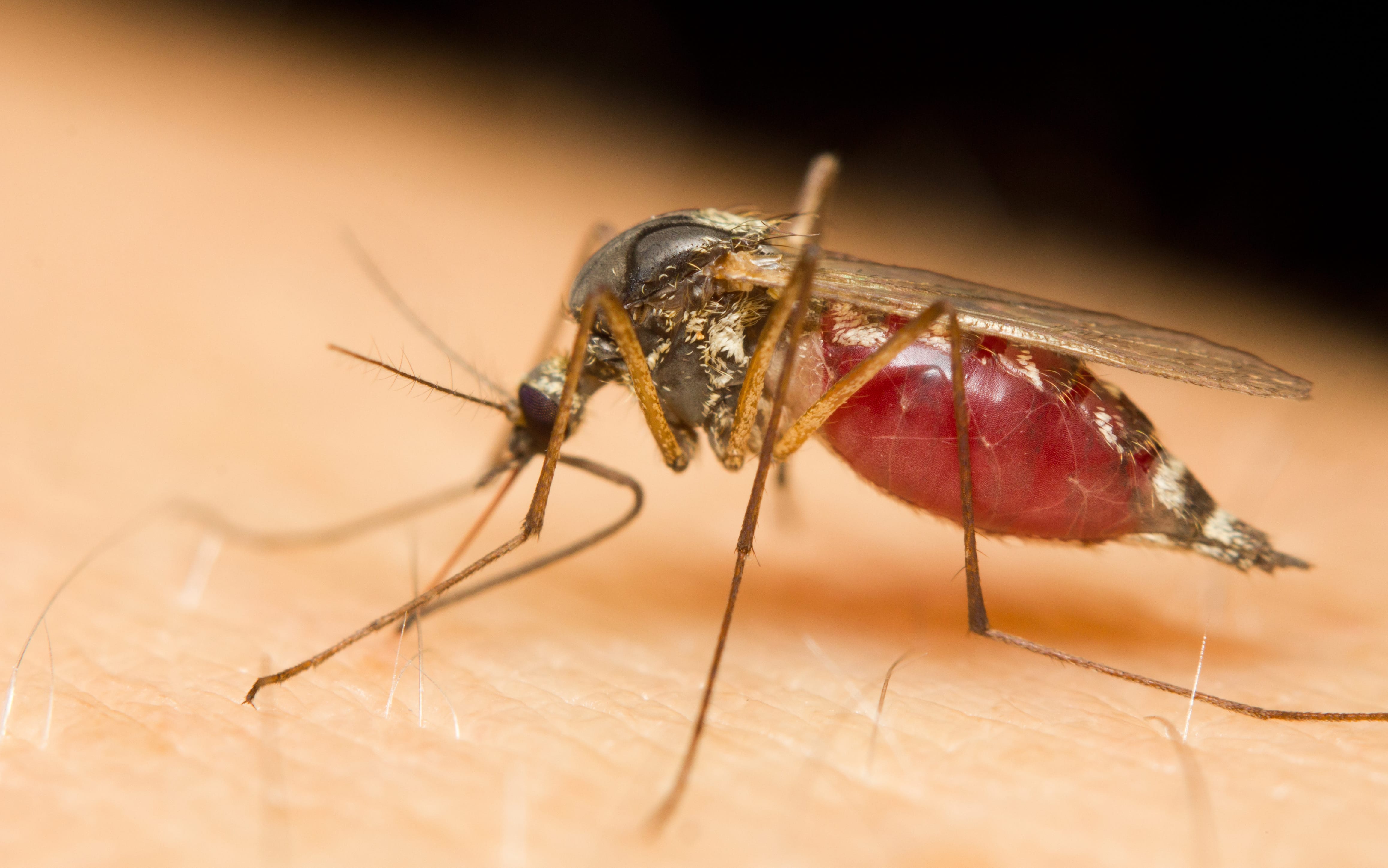 Mücken vertreiben – 6 Hausmittel