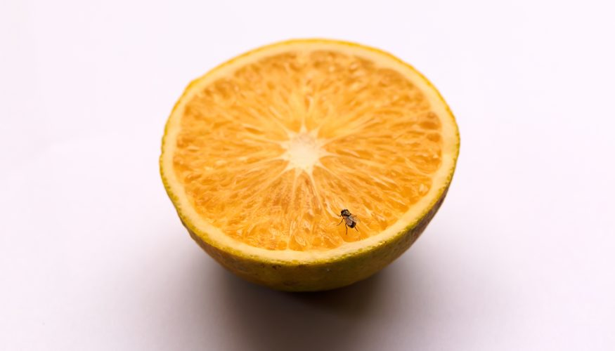 https://www.haushaltstipps.net/wp-content/uploads/obstfliegen-bekaempfen Obstfliegen bekämpfen – 7 Tipps