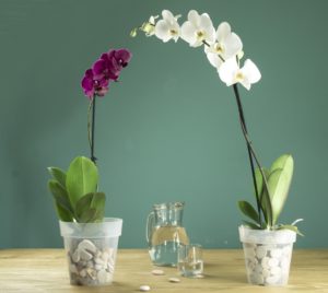 zwei orchideen