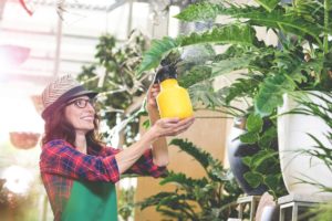 frau besprueht ihre Pflanzen mit Wasser