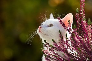 Katze im Garten.