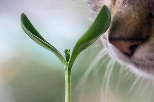 Katze schnuppert an Pflanze.