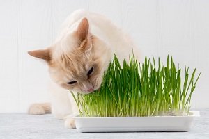 Katze frisst Gras.