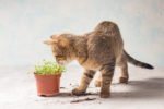 Katze spielt mit Pflanze.