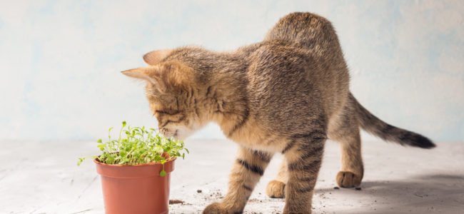 Ungiftige Zimmerpflanzen für Katzen: Pflanzen für Wohnung und Balkon