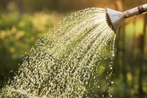 pflanzen im garten giessen