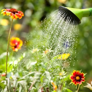 pflanzen im garten werden gegossen