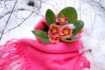 Blume mit Schal im Winter.