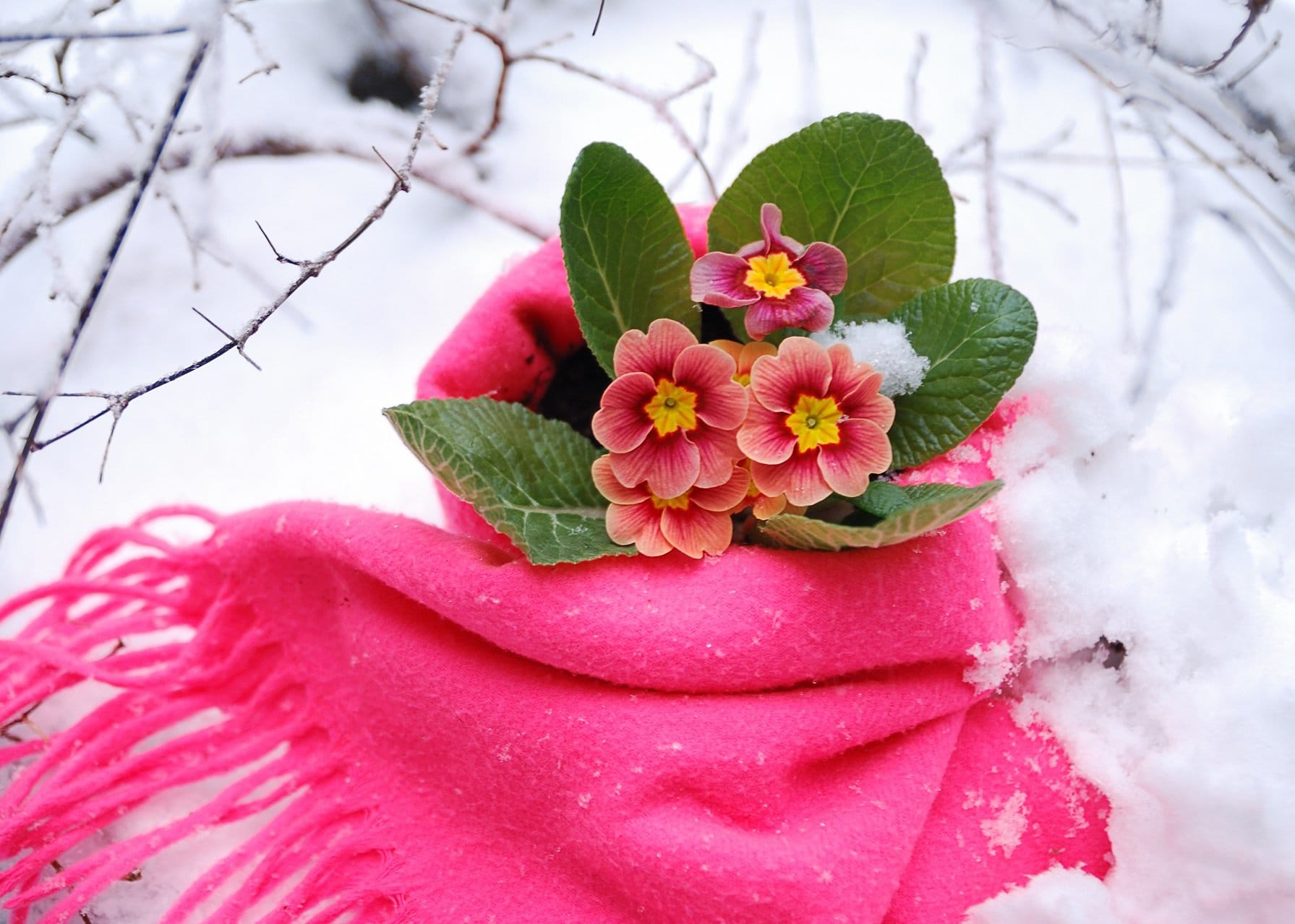 pflanzen frostfrei überwintern