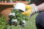 frau beim blumen umtopfen